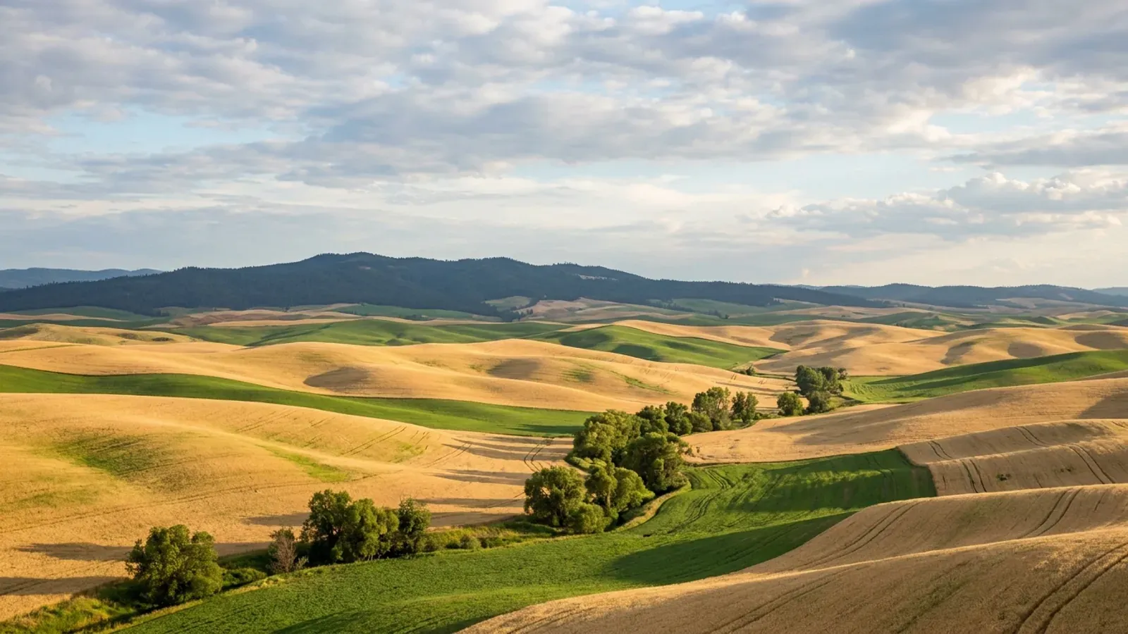 Steep rounded Palouse hills near Moscow farmed to the crest in golden wheat and green pulse crops, with a timbered ridge on the horizon.